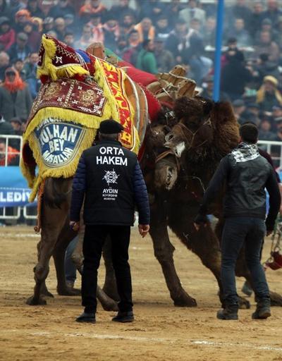 Aydında deve güreşi festivali