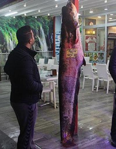Kızılırmakta 103 kilogramlık yayın balığı yakalandı