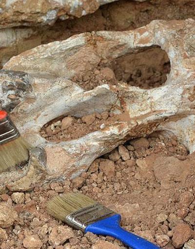 Denizlide 9 milyon yıl öncesine ait 14 hayvan fosili bulundu