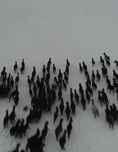 Kar üstünde dörtnala özgürlük: Yılkı atları