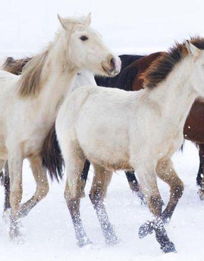 Kar üstünde özgürlüğün sembolü: Yılkı atları