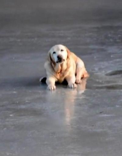 Buz tutan gölde mahsur kalan köpek kurtarıldı