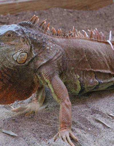 Bodrumda sokağa terk edilen metrelik iguana yeni yuvasında