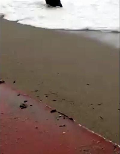 Yolunu şaşıran yaban domuzu sahilde yüzdü