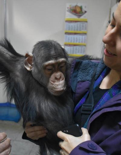 Annesinin kabul etmediği şempanze Cana özel aile terapisi