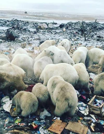 Kutup ayıları şehre indi, acil durum ilan edildi