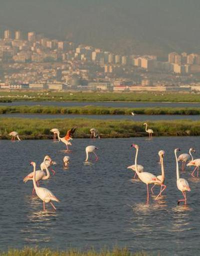 ‘Gediz Deltası UNESCO Dünya Doğa Mirası olarak kabul edilmeli’