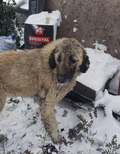 Ormanlık alana terk edilmiş 12 köpek donmak üzereyken bulundu
