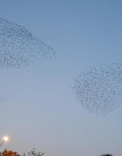 Sığırcık kuşlarından gün batımında görsel şölen