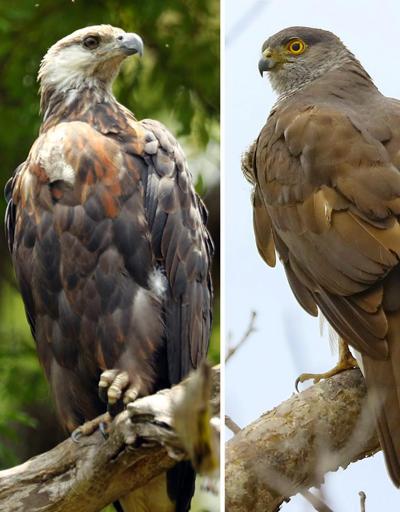 557 yırtıcı kuşun üçte birinin soyu tehlikede