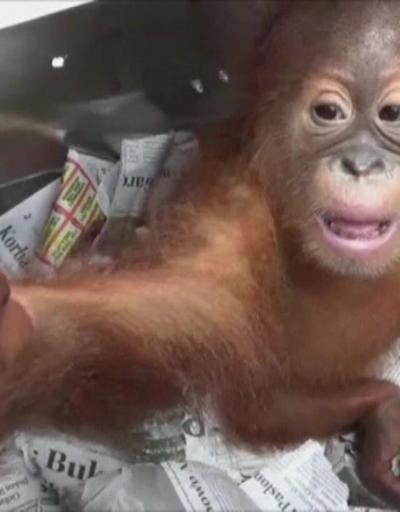Yavru orangutanı kurtardılar
