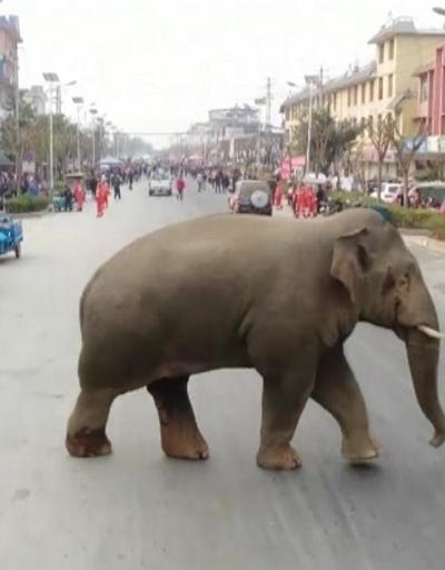 Şehre inen fili, itfaiye durdurdu