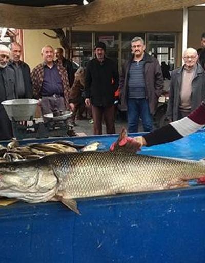 Dev turna balığı Erzincanda ilgi odağı oldu