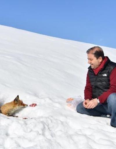 CHPli başkan, yolda karşılaştığı tilkiyi besledi