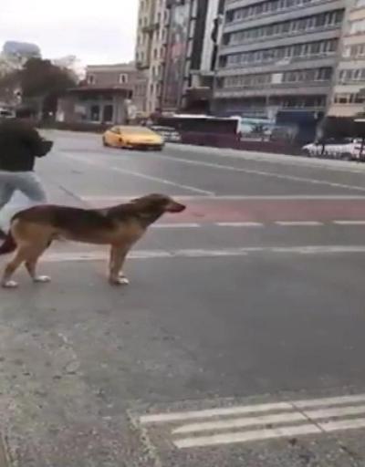 Sosyal medya trafikte yeşil ışığı bekleyen köpeği konuşuyor