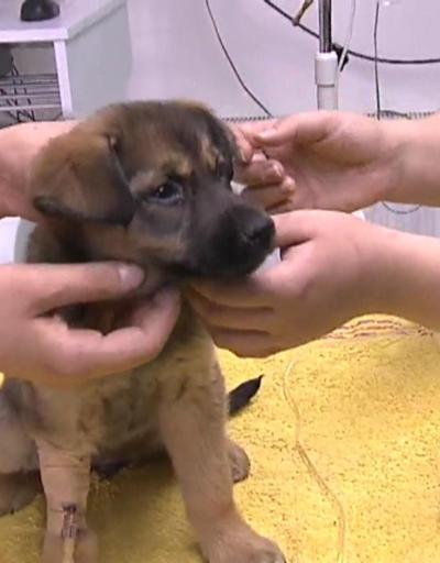 Batıkentte zehirlenen 7 köpeğin tedavisinde son durum