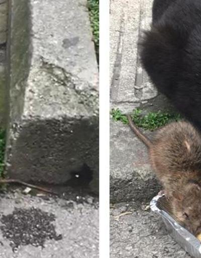 Kedi ve farenin dostluğu görenleri hayrete düşürdü