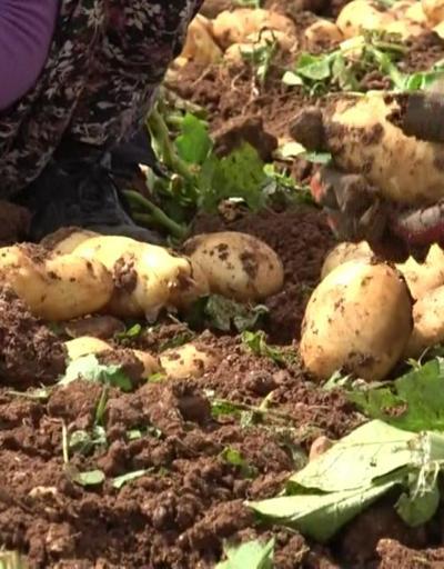 Adanada patates hasadı devam ediyor