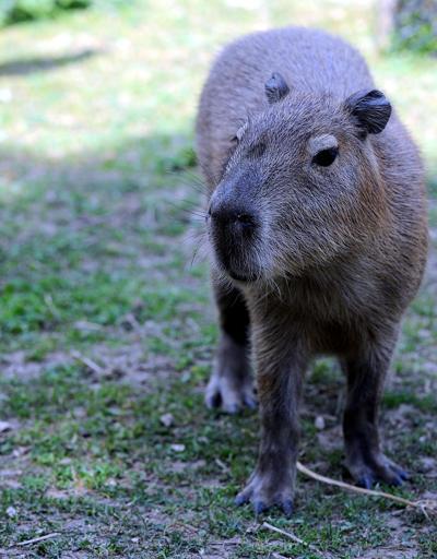 Hayvanat bahçesinde kapibaralara yoğun ilgi