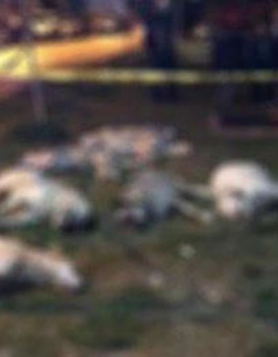 Batıkentte köpeklerin öldürülmesine dava: En az 5 yıl 4er ay hapis istemi