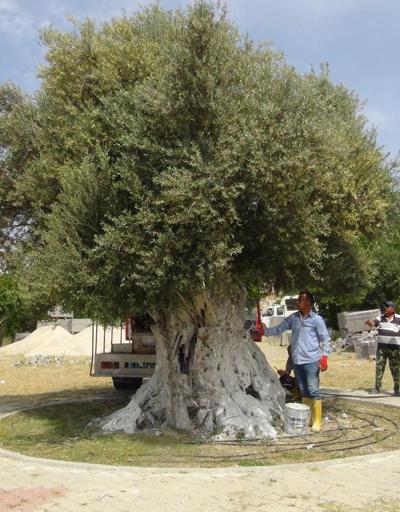 İşte Cumhurbaşkanı Erdoğanın bahsettiği o zeytin ağacı