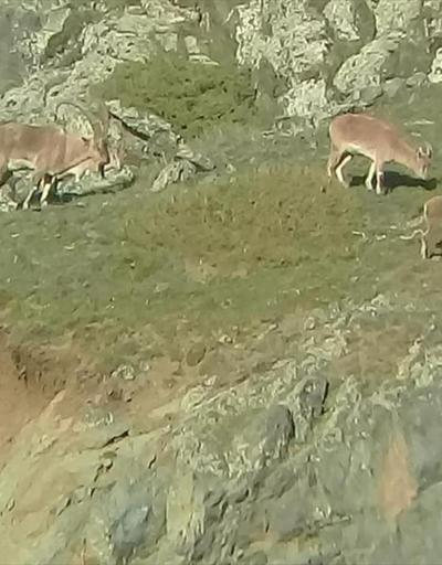 Dağ keçileri sürü halinde görüntülendi