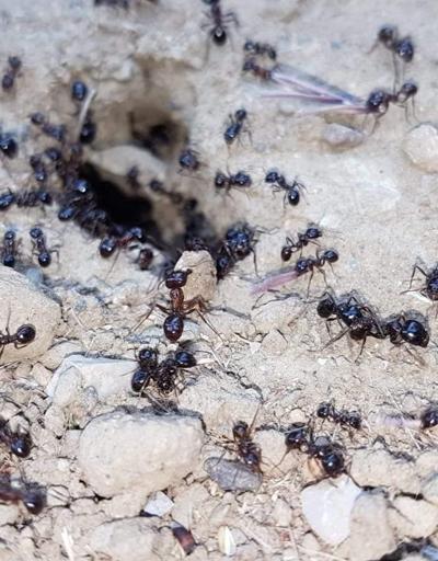 Karıncalar depremin habercisi mi Uzmanlar o soruyu yanıtladı