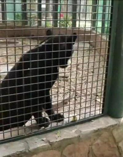 Bebek jaguar nesli tükenen türüne umut oldu