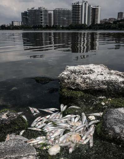 İstanbulda tedirgin eden balık ölümleri