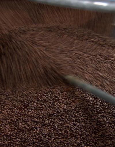 Kahve üretimi kuşları olumsuz etkiliyor