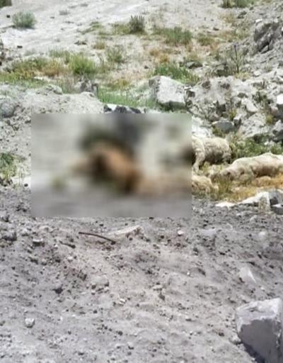 Konyada 15 köpek ölü bulundu