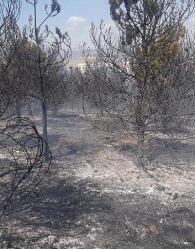 Ankarada 20 dönüm orman alanı yandı