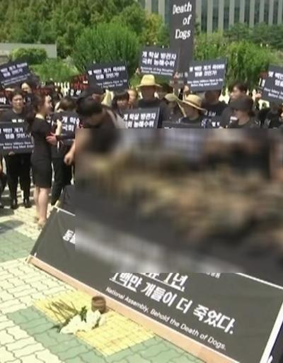 Güney Korede hayvan hakları protestosu