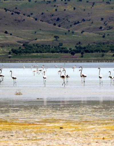 Flamingoların en önemli gölü kurudu