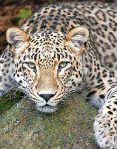 Efsane geri döndü Anadolu’da leopar yaşıyor