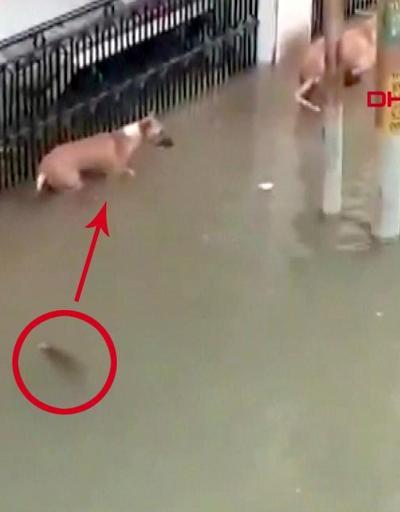 Sel suları ile şehre gelen timsah köpeğe saldırdı