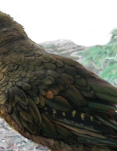 Dünyanın en büyük papağanının kalıntıları bulundu