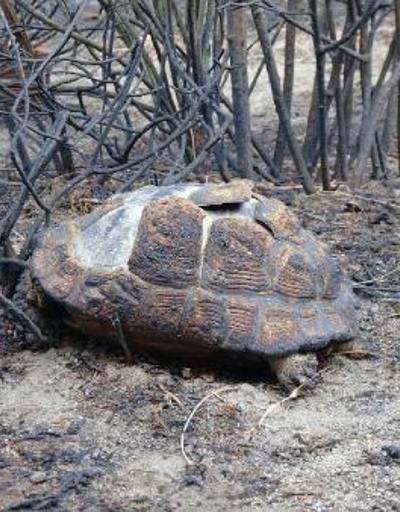 Marmara Adasındaki orman yangınında 80 hektar kül oldu