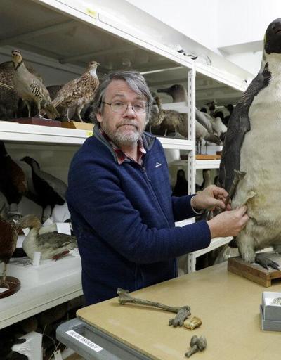 Yeni Zelandada insan boyunda penguen fosili bulundu