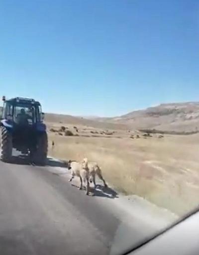 Kangal köpeklerini zincirle traktöre bağlayıp koşturdu