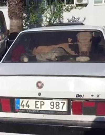 Jandarmadan kaçan sürücülerin otomobillerinde çalıntı inekler varmış