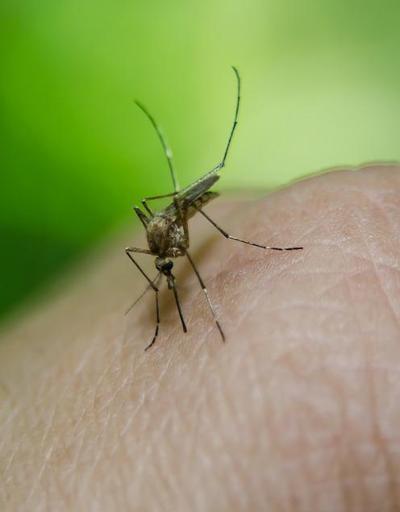 Sivrisinekler neden bazı kişileri daha fazla ısırır