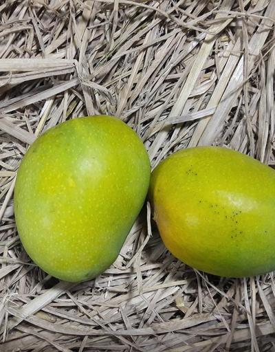Kansızlıktan kansere... Mucize besin mangonun iyi gelmediği şey yok
