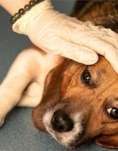 Avrupada gizemli hastalık 25 köpek öldü