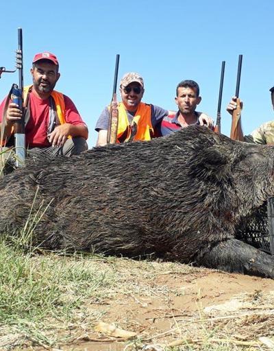 350 kiloluk yaban domuzu avladılar