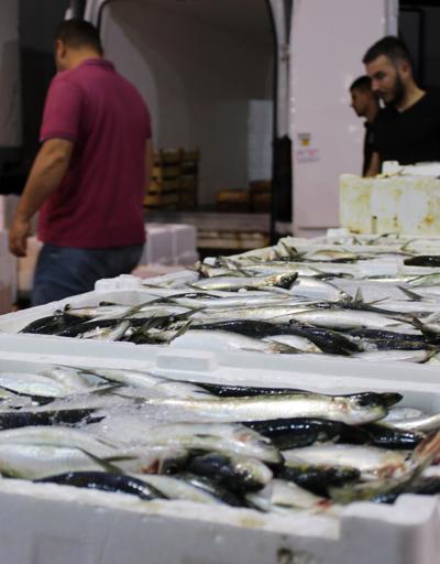 Balık fiyatları düştü Hangi balık kaç lira