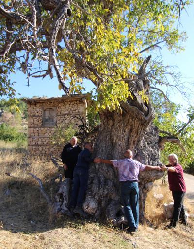 700 yıllık ceviz ağacı koruma altına alınacak