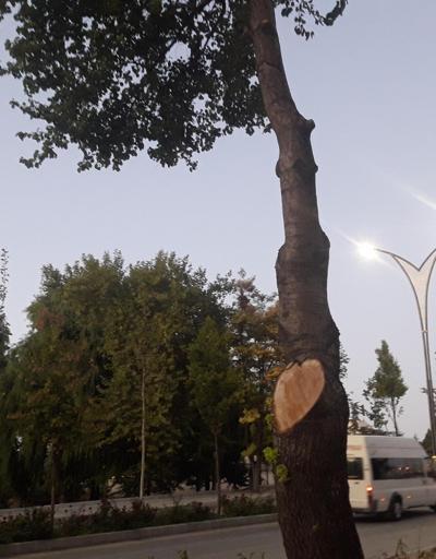 İş yerinin önündeki 2 ağacı kesen esnafa, 50 bin TL para cezası