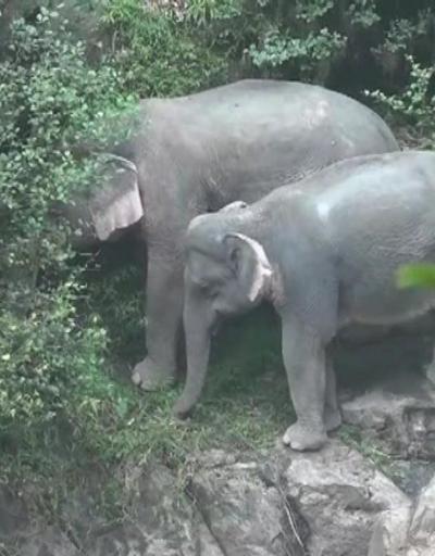 6 fil şelale havuzuna düşerek öldü