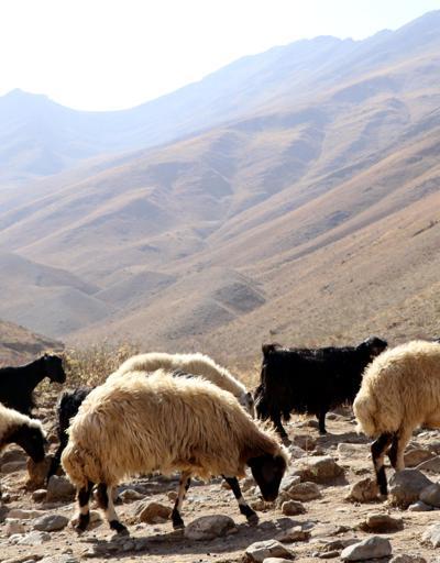 Yayladan koyunlarla zorlu yolculuk başladı